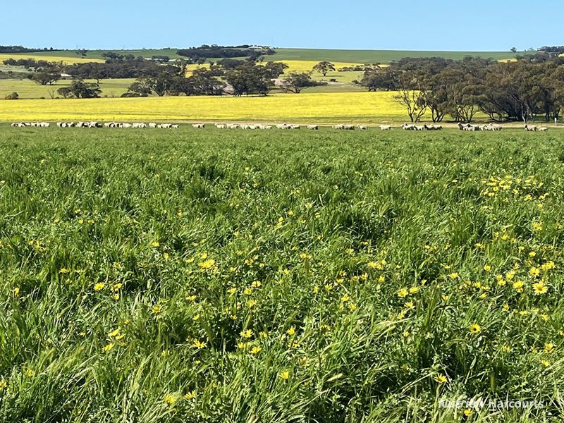 . 'Yooralling', Cunderdin