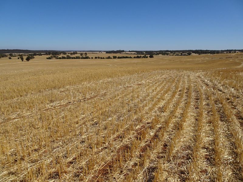 Grout Road, Cuballing WA 6311