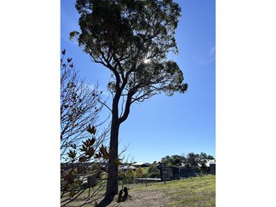 66 Balmoral Drive, Bridgetown WA 6255