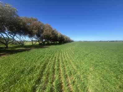 Lot 1152 Narngulu, Narngulu WA 6532