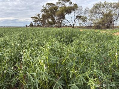. 'Yetelling', Bencubbin WA 6477
