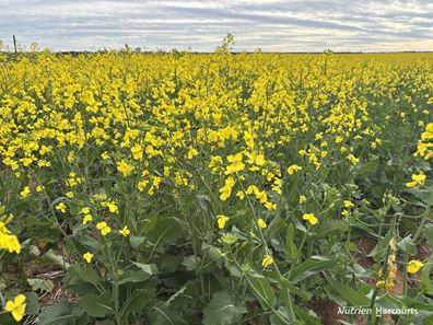 . 'Yetelling', Bencubbin WA 6477