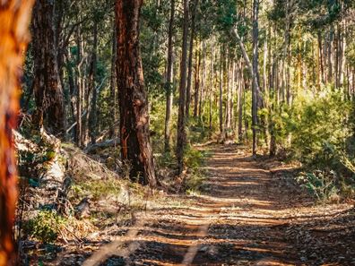 Lot 109,  Wetherall Road, Quinninup WA 6258