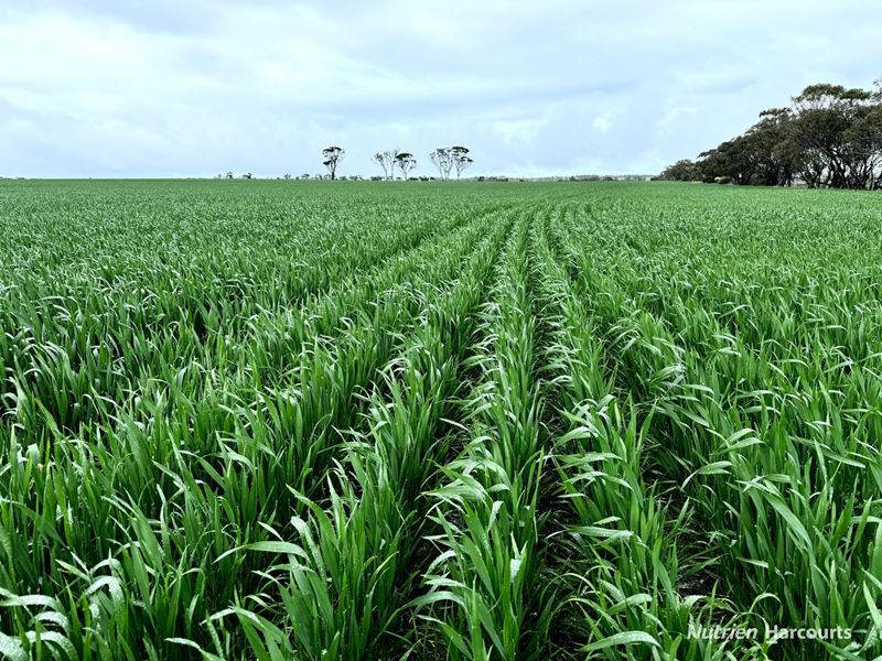 . 'Brondel', Southern Cross