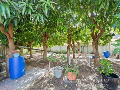 81 Strelitzia Avenue, Forrestfield WA 6058