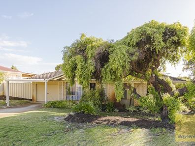 31 Clipper Drive, Ballajura WA 6066
