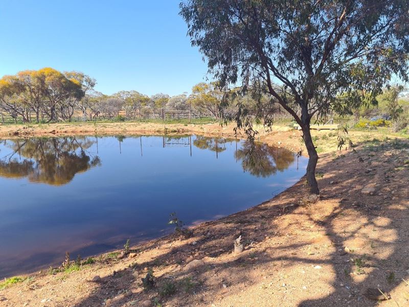 Lake Barlee Station, Sandstone WA 6639