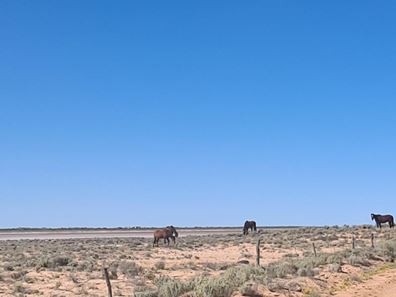 Lake Barlee Station, Sandstone WA 6639