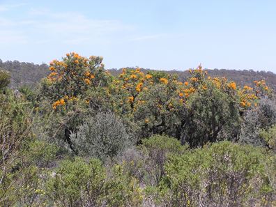 Toodyay WA 6566