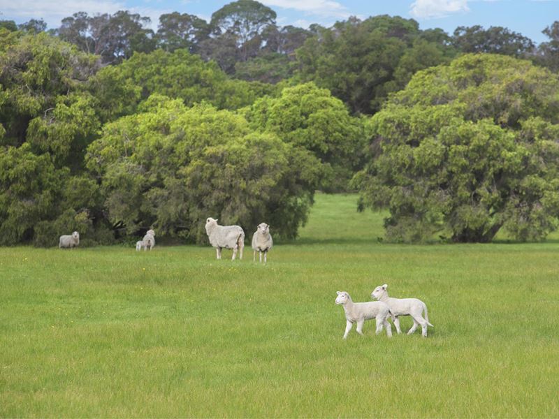 Lot 47,  Blackwood Grove, Kudardup WA 6290