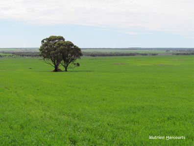 984 Lampard Tremlett Road, Coorow WA 6515