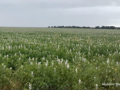 Lot 1 Marchagee Track, Boothendarra WA 6521