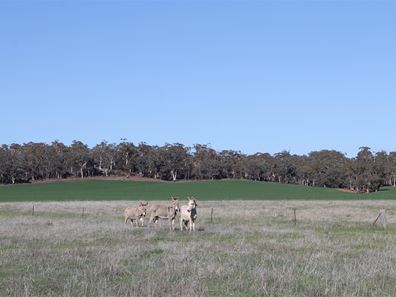 278 Myanarra Road, Daliak WA 6302