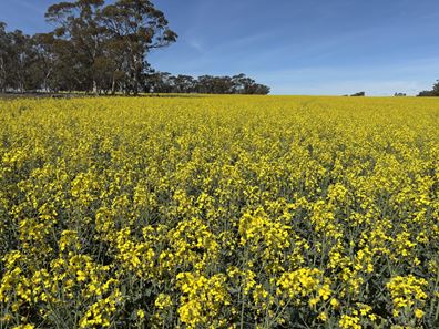 . Dudley Road, Grass Valley WA 6403