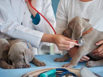 Professional - Confidential Veterinary Practice | Established Animal Hospital | Prime S.O.R. Location
