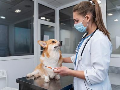 Professional - Confidential Veterinary Practice | Established Animal Hospital | Prime S.O.R. Location