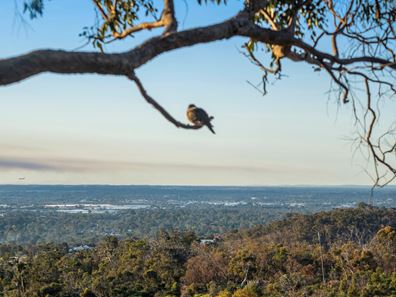 Lot 499, 41 Prospect Crescent, Kalamunda WA 6076