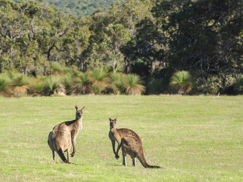 Lot PL1 - 4, 93 Biddle Road, Quedjinup WA 6281