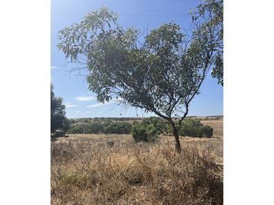 199 Hatch  Road, Bowes WA 6535