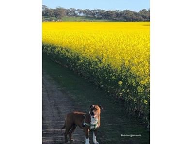 Tatiara Farm, Gilliminning Road, Wickepin WA 6370
