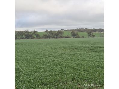 Tatiara Farm, Gilliminning Road, Wickepin WA 6370