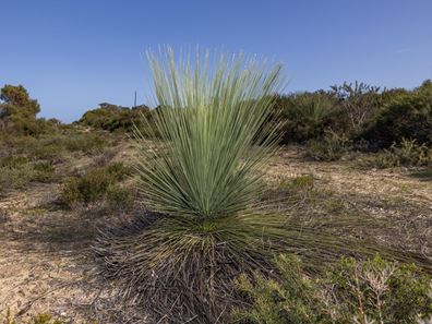 Lot 207 Belinda Loop, Jurien Bay WA 6516
