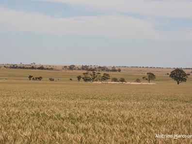 . Cnr Nembudding South Road & Hammond Road, Korrelocking WA 6485