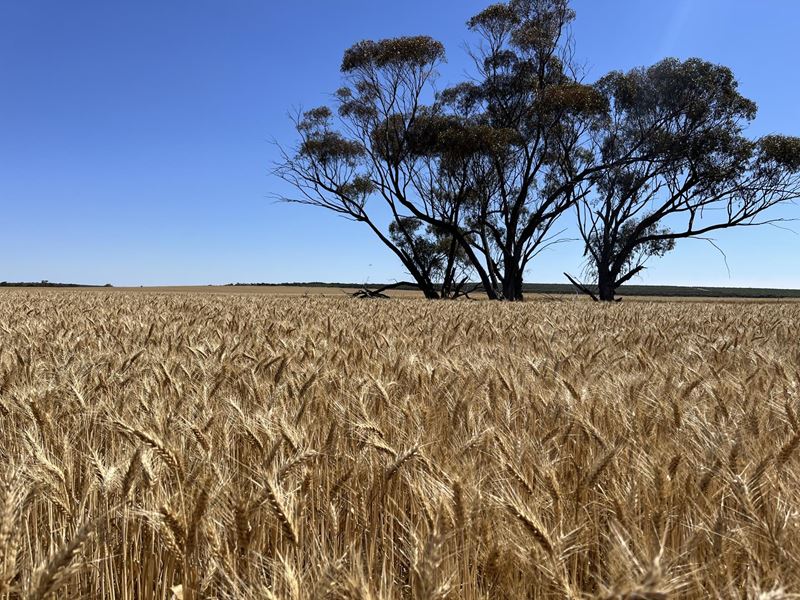 . Bruce Rock-Quairading Road, Quairading