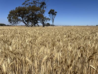 . Bruce Rock-Quairading Road, Quairading WA 6383