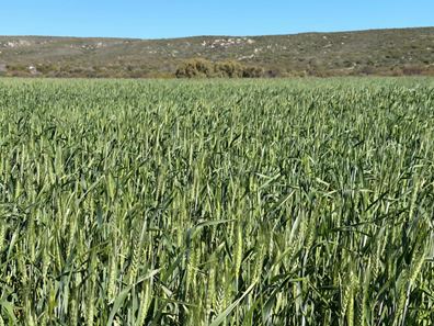 Lot 51 Northampton Port Gregory Road, Yallabatharra WA 6535