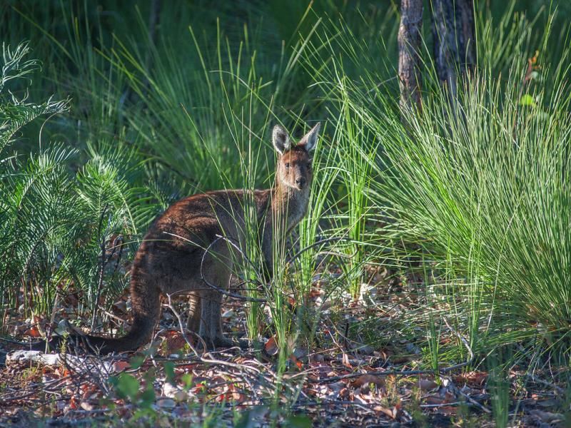 Lot 8, 62 Orchid Ramble, Margaret River WA 6285