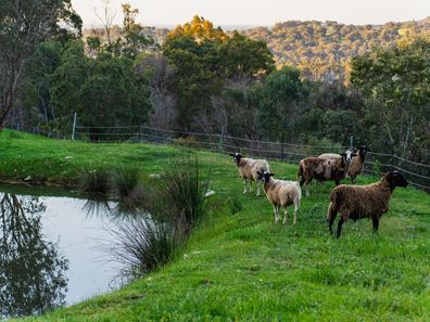 56 Marsh Court, Jarrahdale WA 6124
