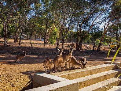 19 Scaevola Road, Coondle WA 6566