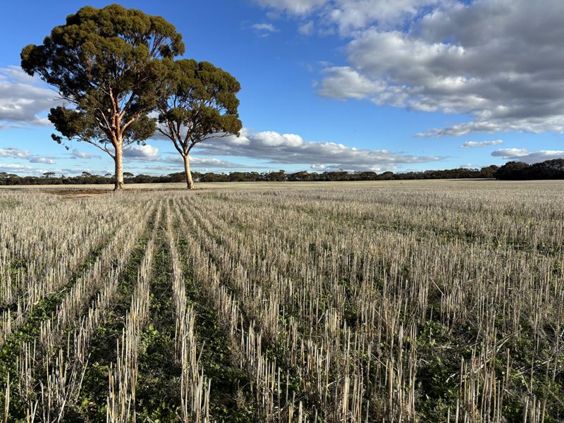 'New Land' Nulla Nulla South Road, South Yilgarn