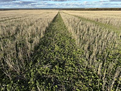 'New Land' Nulla Nulla South Road, South Yilgarn WA 6426