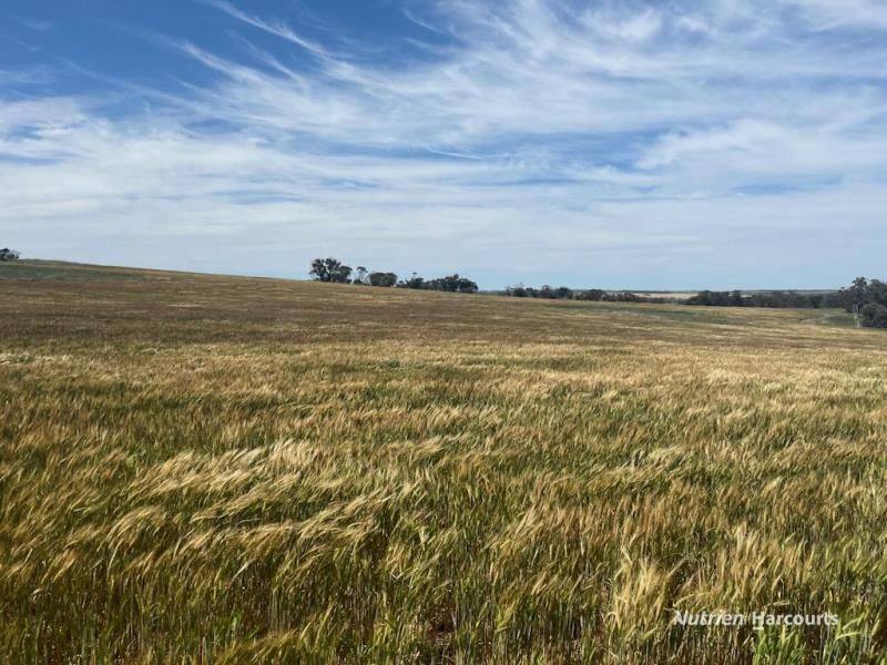 . Wallaby Downs, Nyabing