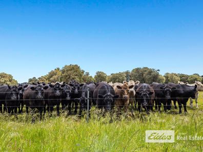 384 Gavins Road, Capel WA 6271