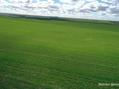 . Andrina Farm, Warradarge WA 6518