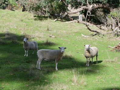 Lot 140 Vasse Highway, Nannup WA 6275