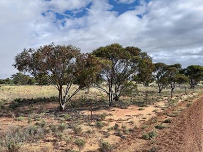 McGregor Road, Mukinbudin WA 6479