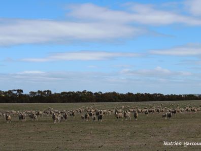 Lot 4031 Jackadine Farm, Pingelly WA 6308