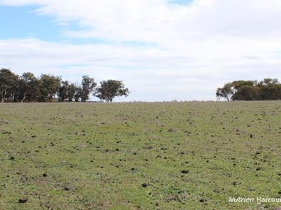 Lot 4031 Jackadine Farm, Pingelly WA 6308