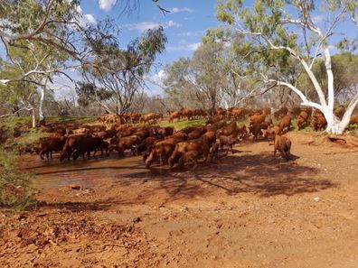 Edmund Station, Gascoyne Junction WA 6705