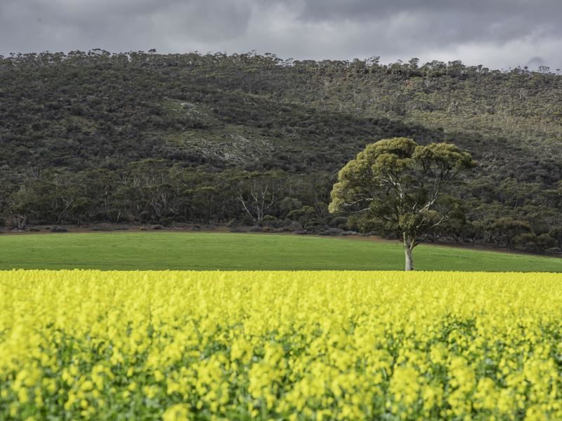 Lake Hinds  Road North, Wongan Hills