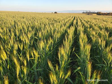 . "WIMBURRA AGGREGATION", Gnowangerup WA 6335
