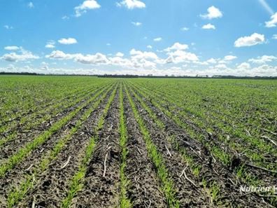 . "WIMBURRA AGGREGATION", Gnowangerup WA 6335