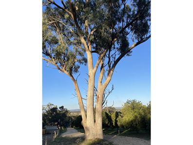 Lot 104,  Doghill Road, Baldivis WA 6171