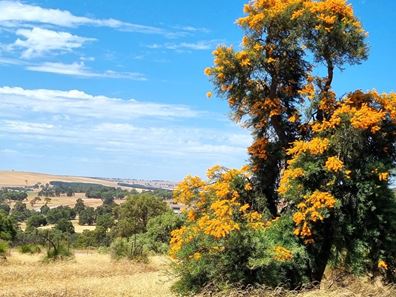 Lot 69,  Starbush Way, Gingin WA 6503