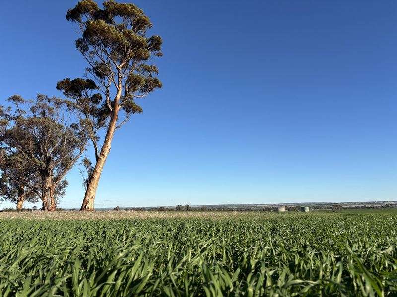 'Craigmile' Cubbine Road, Quairading WA 6383