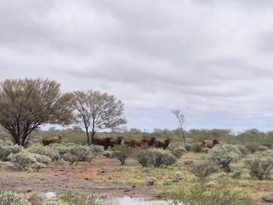 Wongawol, Wiluna WA 6646